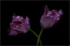 twee tulpen twee tulpen