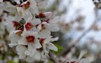 Potranno tagliare tutti i fiori, ma non fermeranno mai la Pr Potranno tagliare tutti i fiori, ma non fermeranno mai la Pr
