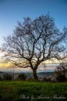 L'albero della vita L'albero della vita