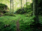 Fairy Wood Fairy Wood