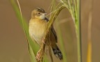 Beccamoschino (Cisticola juncidis) Beccamoschino (Cisticola juncidis)