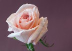 rosa..rosa rosa..rosa