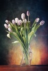 Tulipani Tulipani