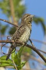 Torcicollo Torcicollo