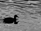 Ombra e riflesso Ombra e riflesso