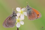 Coenonympha pamphilus.....