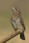 Torcicollo (Jynx torquilla) Torcicollo (Jynx torquilla)