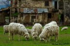 Campagna3 Campagna3