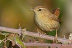 Scricciolo (Troglodytes troglodytes) Scricciolo (Troglodytes troglodytes)