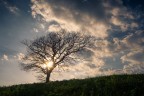 il mio albero preferito il mio albero preferito