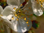 fiore in macro fiore in macro