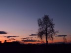 albero al tramonto