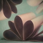 fleurs fleurs