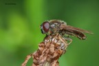 Syrphidae Syrphidae