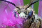 Capolino tra i fiori Coelioxys sp Capolino tra i fiori Coelioxys sp