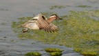 Marzaiola in volo... Marzaiola in volo...