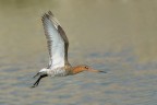 Pittima reale (Limosa limosa) Pittima reale (Limosa limosa)