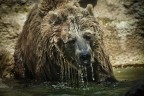 Orso Orso