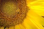 Impollinare Impollinare