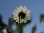 Marherita Marherita