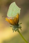 Gonepteryx rhamni Gonepteryx rhamni