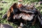 Funghi Funghi