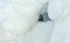 in un bianco mondo in un bianco mondo