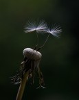 La leggerezza dell'essere... La leggerezza dell'essere...