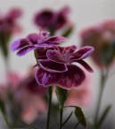 Fiore Fiore