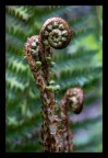 Pastorali Athyrium filix-femina