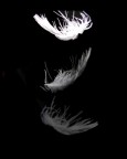 Plume Plume