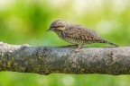 torcicollo torcicollo