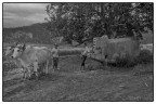 Al campo, Vinales Cuba 2002 Al campo, Vinales Cuba 2002