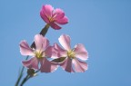 Verso il cielo... Verso il cielo...