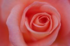 Rosa rosa Rosa rosa