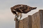 Falco pescatore Falco pescatore