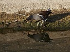 Gallinella