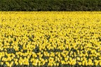 field of gold field of gold