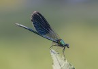 Libellula
