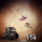 Il professionista e...