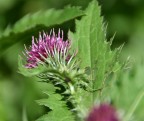 Fiore di cardo Fiore di cardo