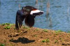 Volo radente Volo radente