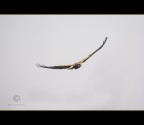 Falco di palude, Circus aeruginosus, Marsh Harrier Falco di palude, Circus aeruginosus, Marsh Harrier