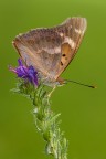 Apatura ilia Apatura ilia
