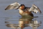 Svasso maggiore (Podiceps cristatus) Svasso maggiore (Podiceps cristatus)
