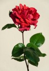 Rosa con rugiada