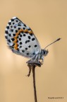 Scolitantides orion Scolitantides orion