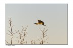 Airone cinerino? Airone cinerino?