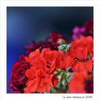 Carnosit�... di primavera