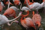 Flamingos Flamingos